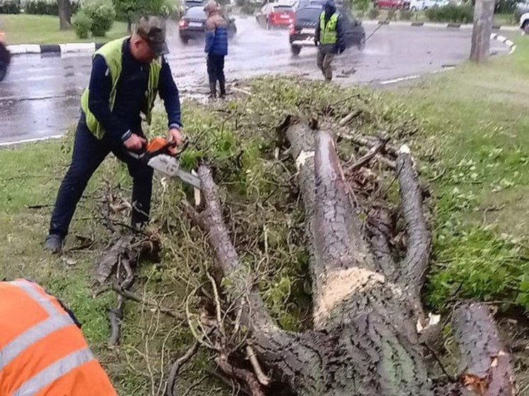 К пяти вечера в Воронеже упало 16 деревьев