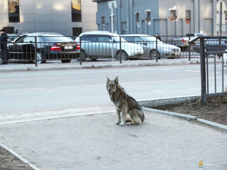 В Улан-Удэ снята угроза выпуска 800 бродячих псов на улицы города