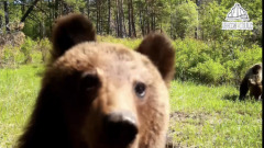 В Якутии на камеру попался  любопытный медвежонок