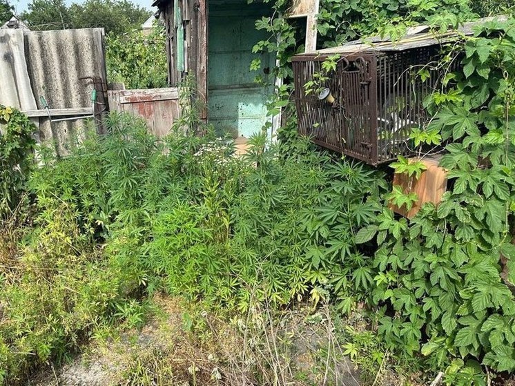 Жителя Авдеевки задержали с крупной партией наркотиков