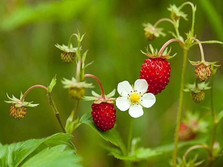 Народный праздник Кириллов день отмечают православные России 22 июня