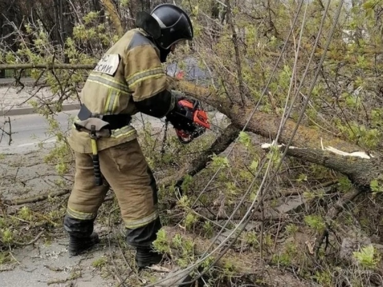 В Туле из-за непогоды упало 34 дерева, были перебои с электричеством