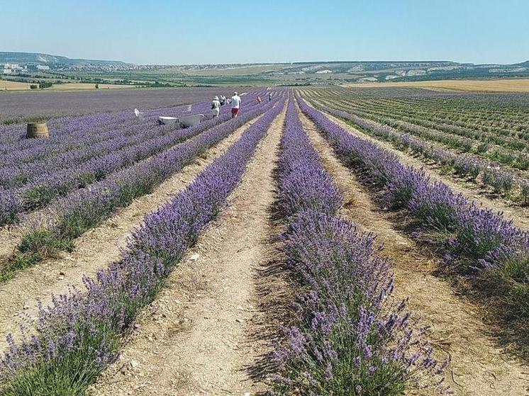 В Крыму началась уборка лаванды