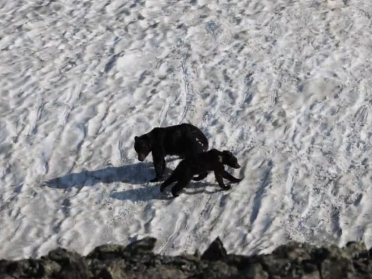 Катающиеся с горы медведи попали на видео в Забайкалье