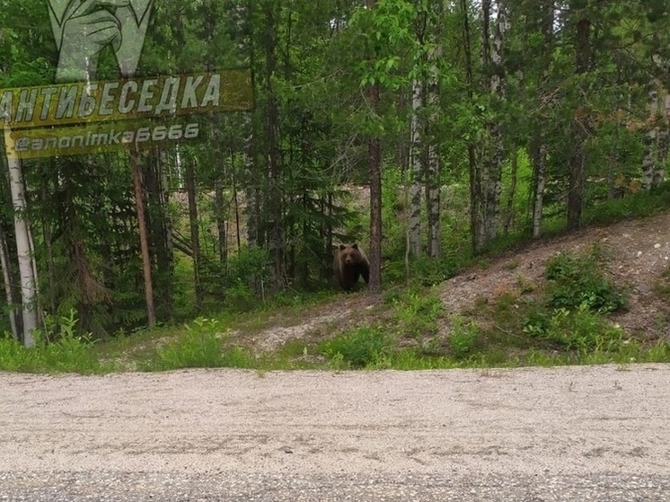 Огромного медведя заметили рядом с дачами в Костомукше