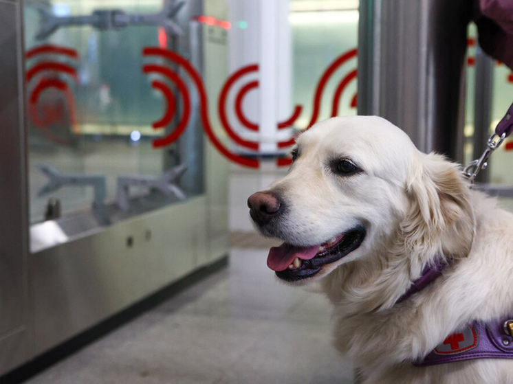 Сейчас у крупных собак практически нет шансов спуститься в подземку