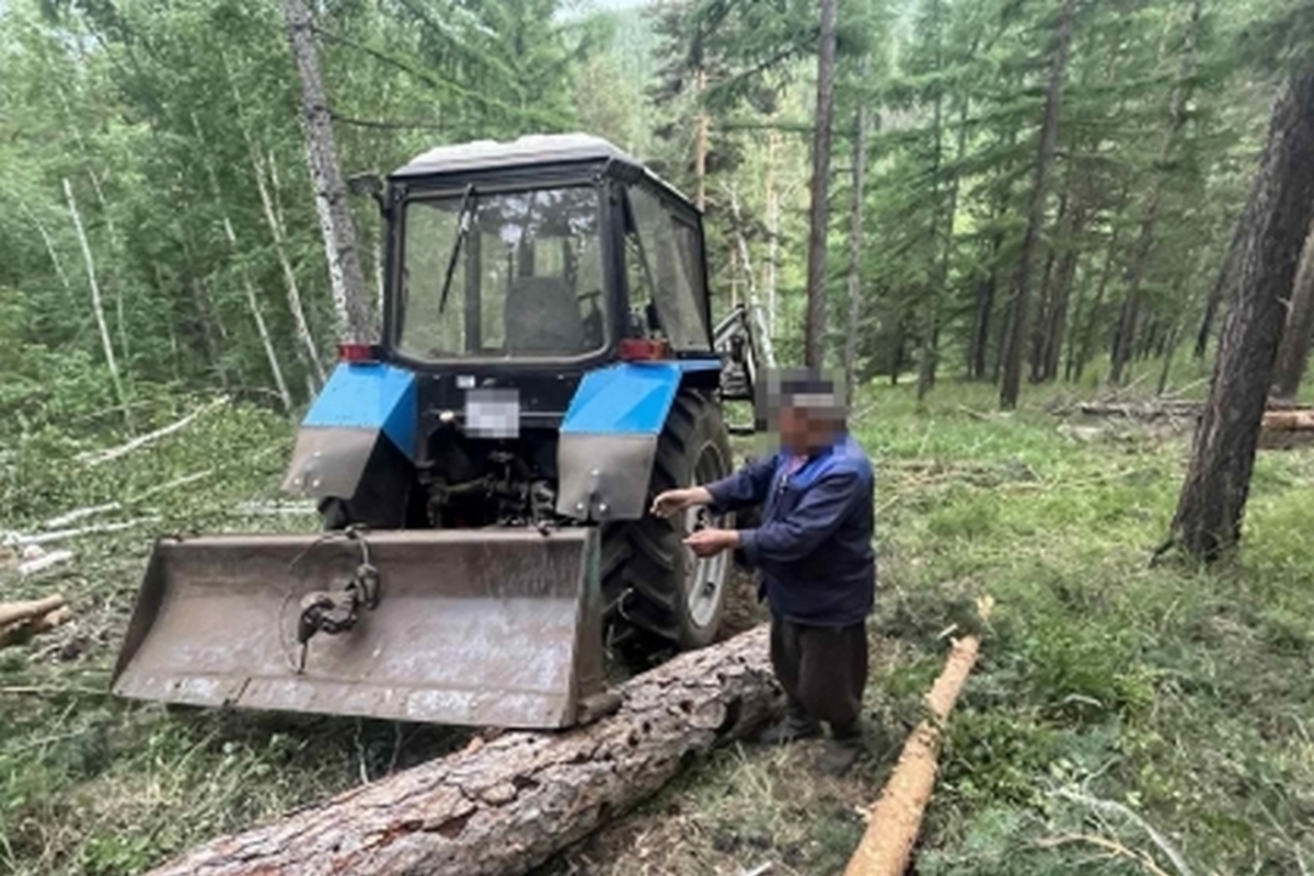 В Бурятии лесозаготовителя убило сухое дерево - МК Улан-Удэ