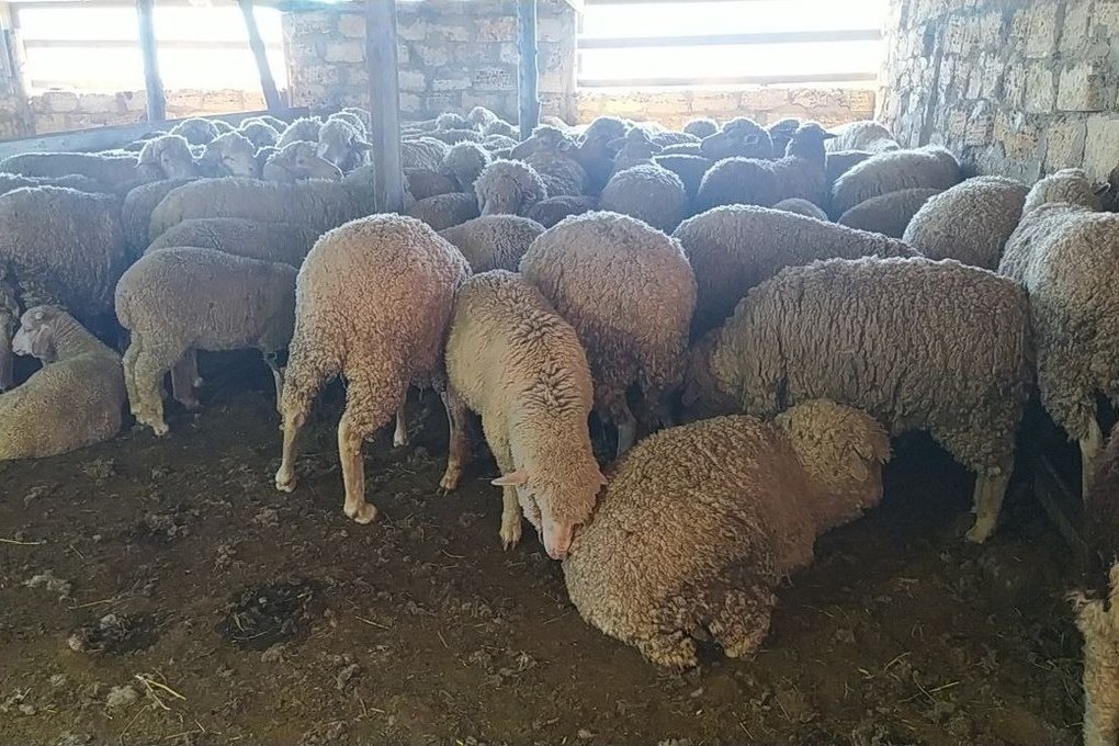 Порядка 100 предприятий в Крыму занимаются разведением овец