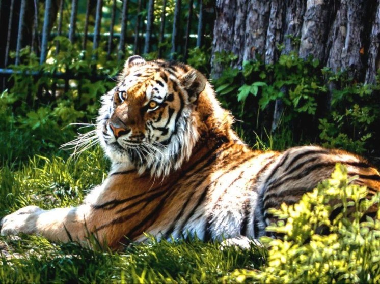 Конкурс ко Дню тигра запускают в хабаровском зоосаде