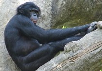 Новое исследование показало, что шимпанзе намеренно ищут лекарственные растения, обладающие антибактериальными и противовоспалительными свойствами, когда они больны или ранены