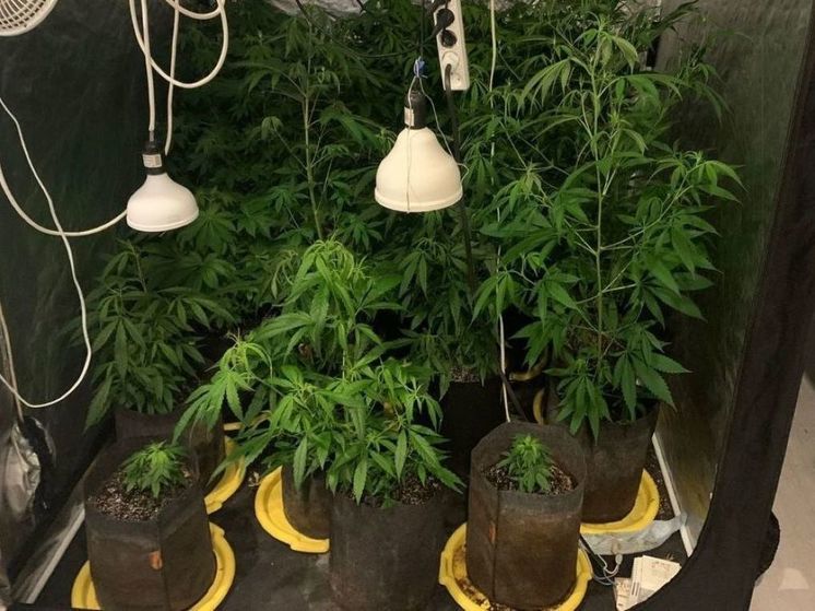 По 11 лет колонии получили жители Подмосковья за плантацию конопли