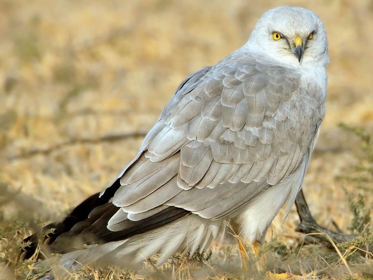 Похожую на седого старца птицу нашли в Карелии