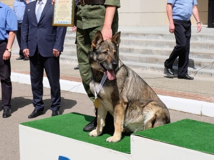 В Вязьме прошел кинологический чемпионат ФСБ России