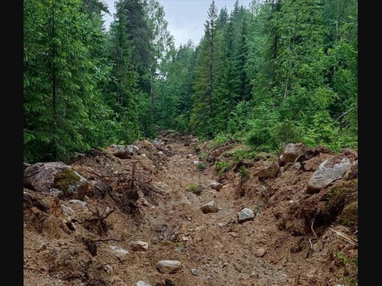 Три километра минерализованных полос выкопали в лесах Карелии