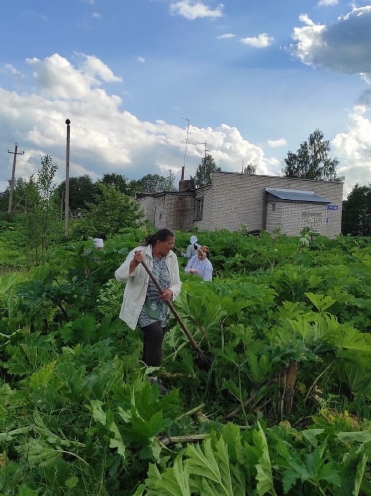 В Тверской области женщины взялись за косы и вышли на борьбу с борщевиком