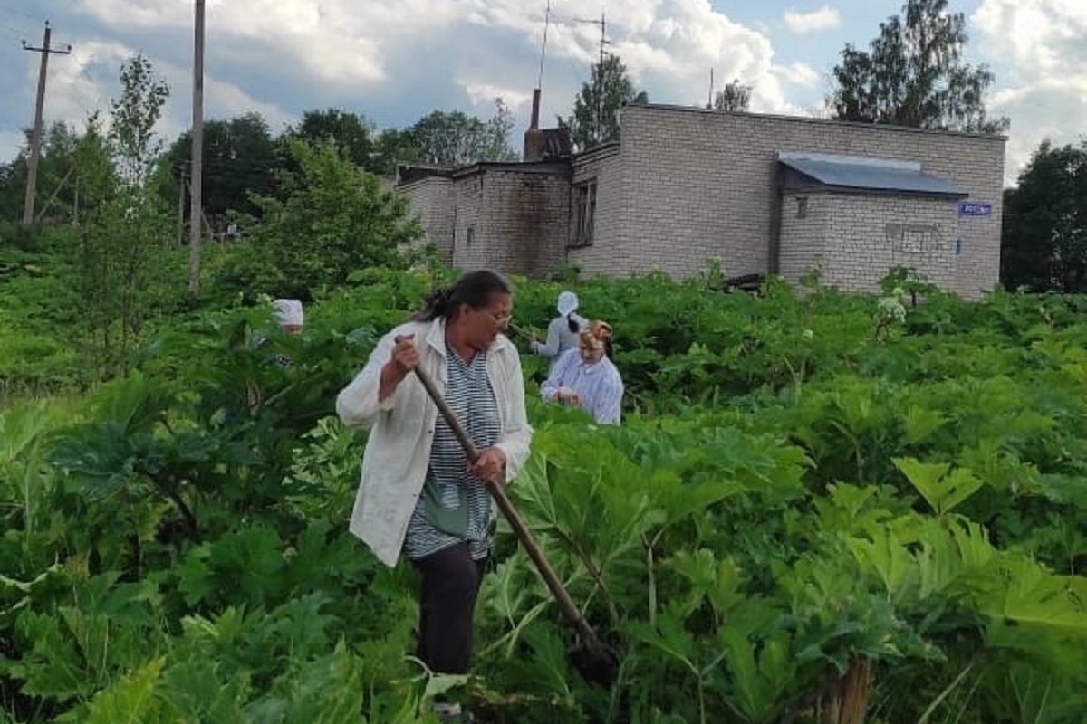 В Тверской области женщины взялись за косы и вышли на борьбу с борщевиком -  МК Тверь