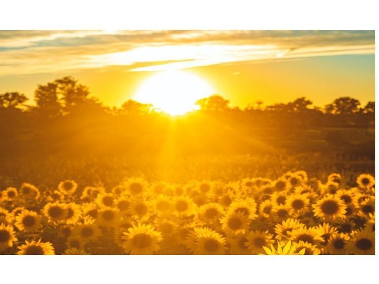 Синоптики 23 июня предсказывают в Смоленске дождь