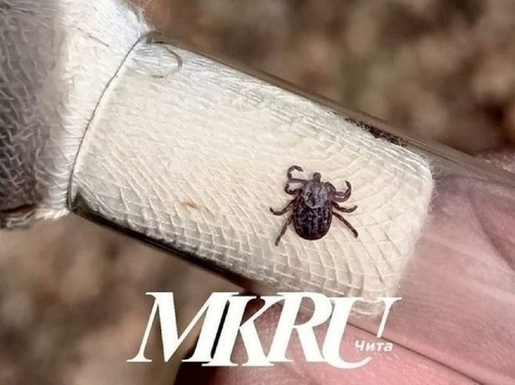 Самые опасные из-за клещей места назвали в Чите и Забайкалье