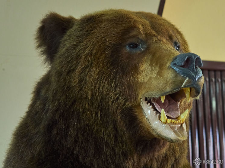 Жители кузбасского города заметили медведя на кладбище