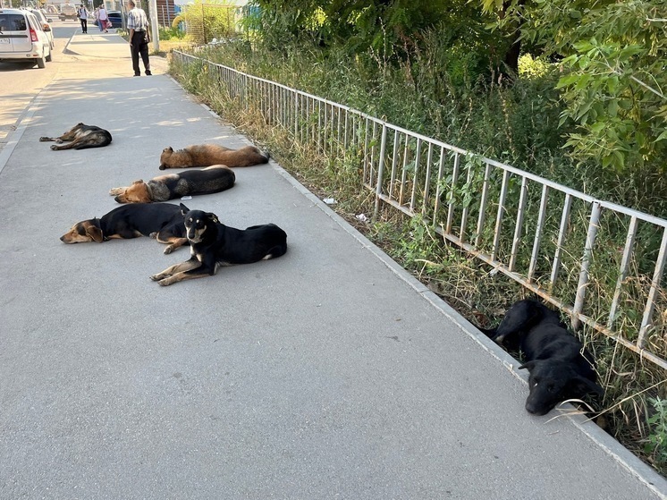 На 1-й Дачной бродячая собака укусила ребёнка
