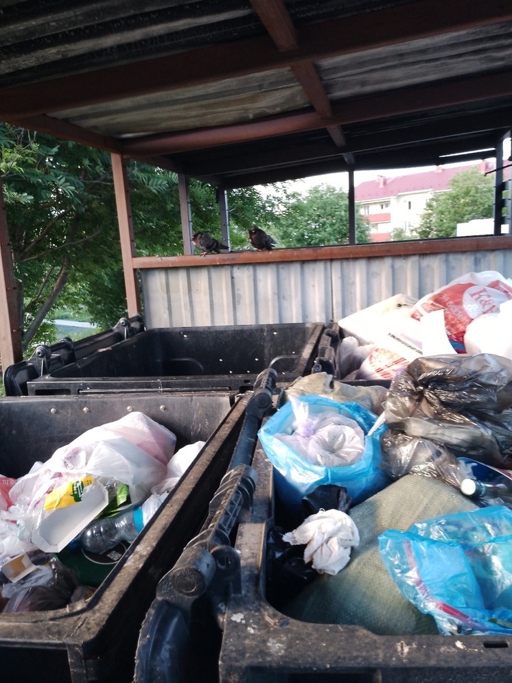 Уставшие от бардака жительницы Петрозаводска сами убрали мусорную площадку