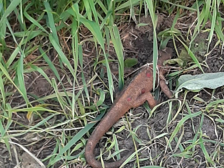 Большая ящерица с бордовыми пятнами бегает по Петрозаводску