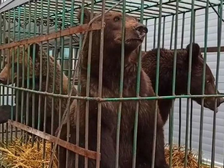 Трёх медведей-подростков выпустили в лес сотрудники «К-9»