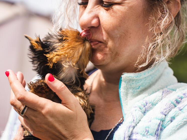 Залижет до смерти: выставка собак прошла в Петрозаводске