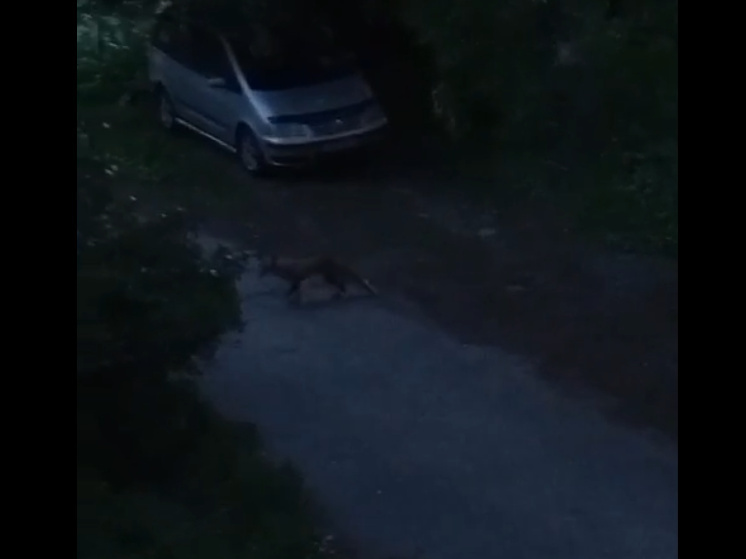 Лиса в Петрозаводске отказалась есть картошку