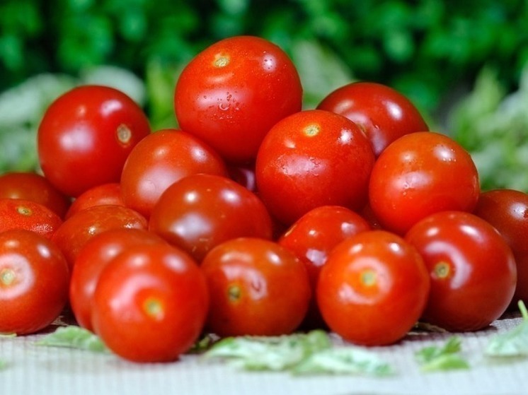 Новосибирский агроном Шубина дала советы по подкормке помидоров