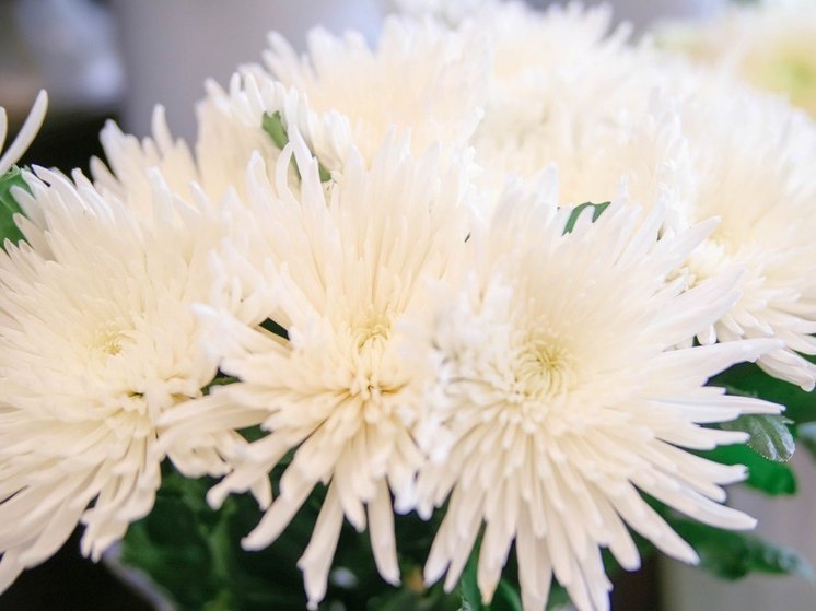 Из Китая в Приамурье ввезли 50 тысяч штук цветов и декоративной зелени