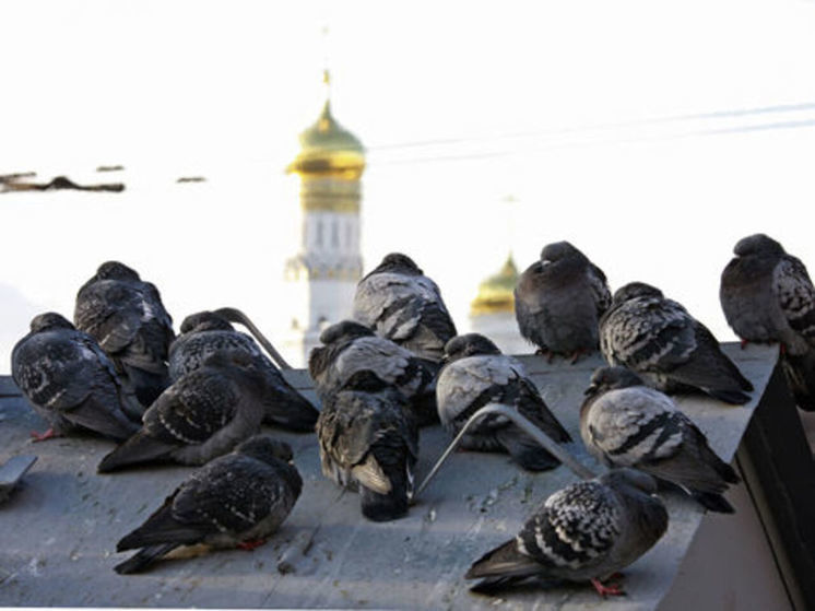 Голубей в Нижнем могли отравить излишне нетолерантные жители