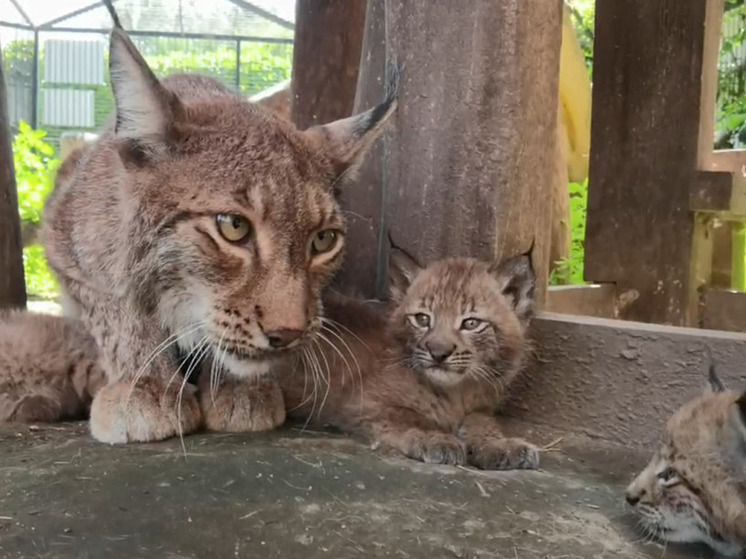 Три очаровательных котенка появились в семье рысей в Барнаульском зоопарке