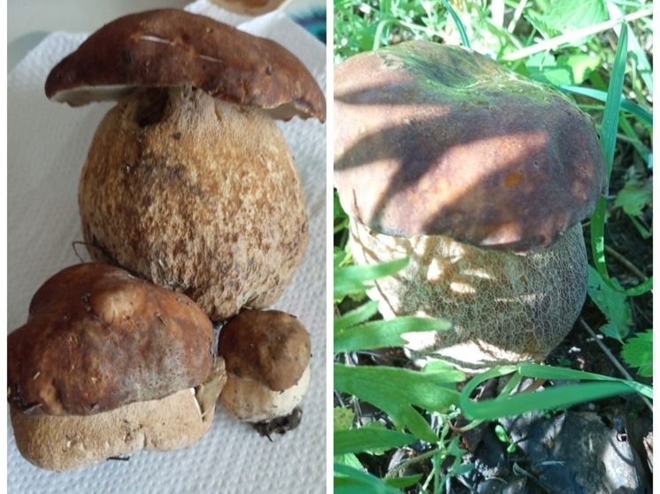«Классные пузатики»: в Новосибирской области открыли сезон белых грибов