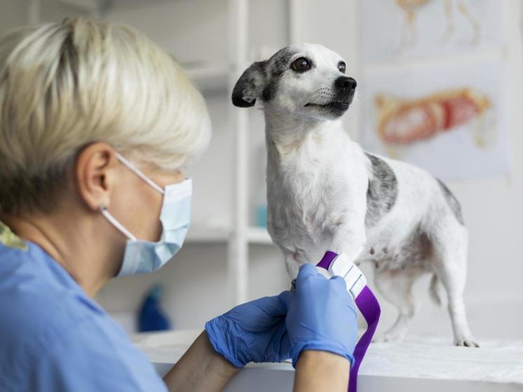 В Марий Эл продолжается бесплатная вакцинация домашних животных против бешенства