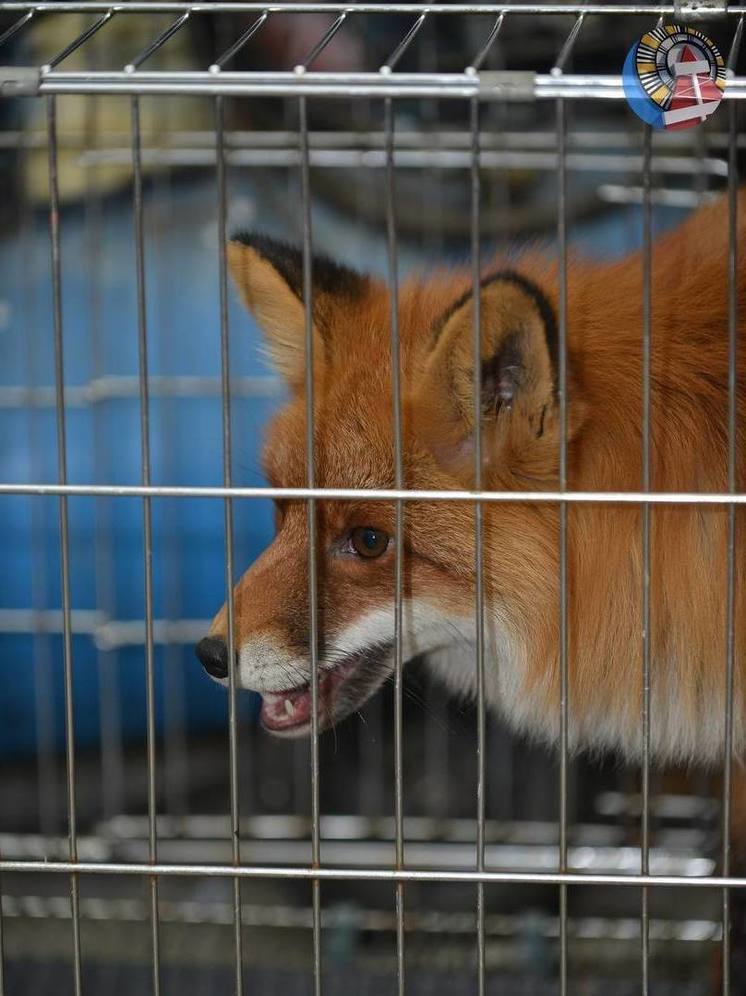 Жителям Вынгапуровского после нападения лисы на пса рекомендуют привить питомцев от бешенства