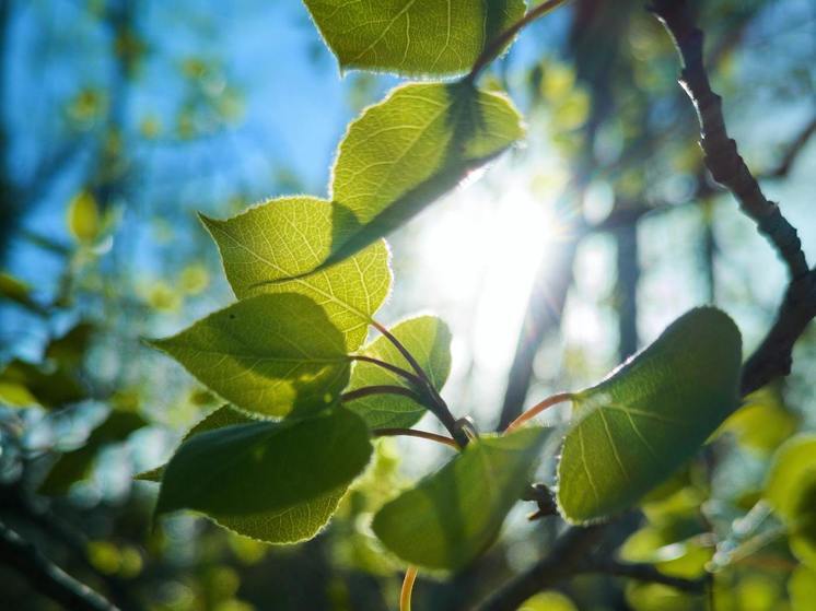 Синоптики 25 июня предсказывают в Смоленске облачную погоду