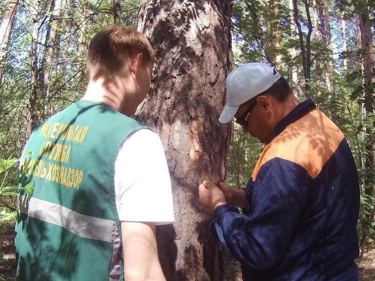 В лесах Челябинской области появились феромонные ловушки