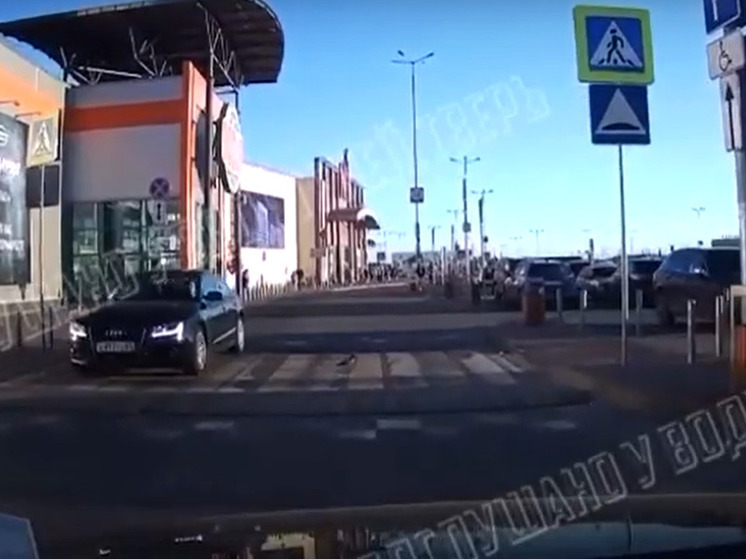 В Твери голубь перешел дорогу по пешеходному переходу