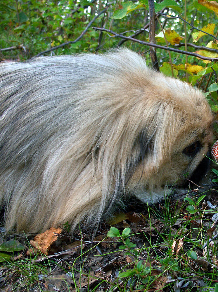 "Самой уродливой собакой года" в Калифорнии стал пекинес по кличке Дикая штучка