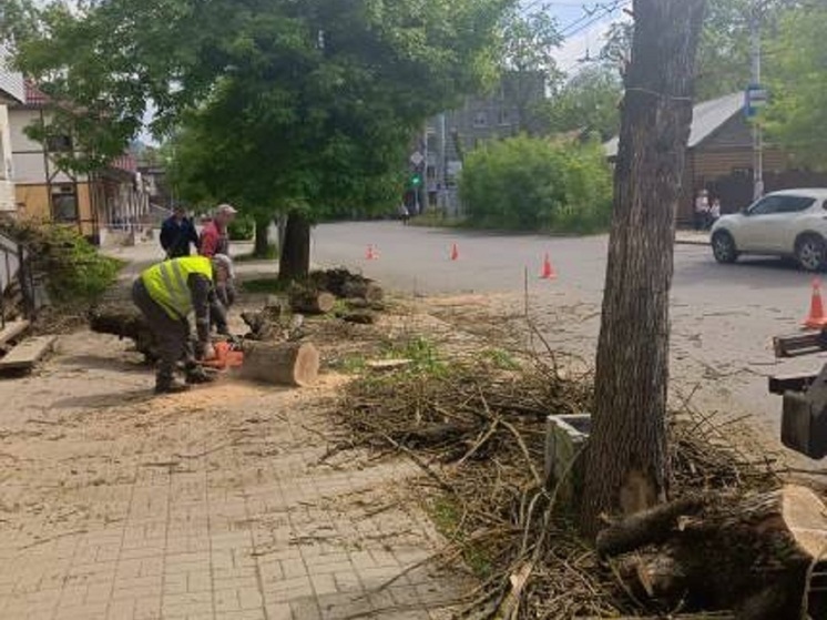 Зам Денисова вышел лично проверить опиловку деревьев в Калуге после нагоняя начальника