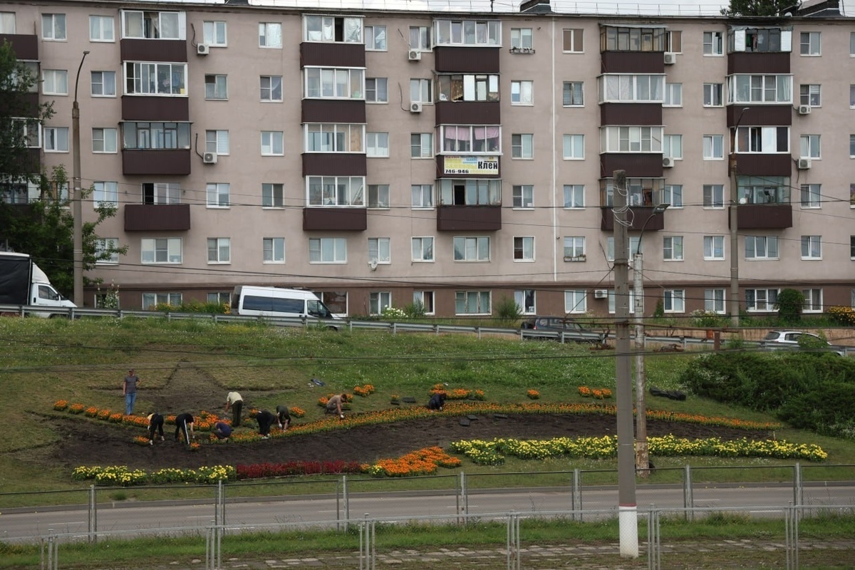 В Курске создадут георгиевскую ленту из 16 тысяч бархатцев - МК Черноземье