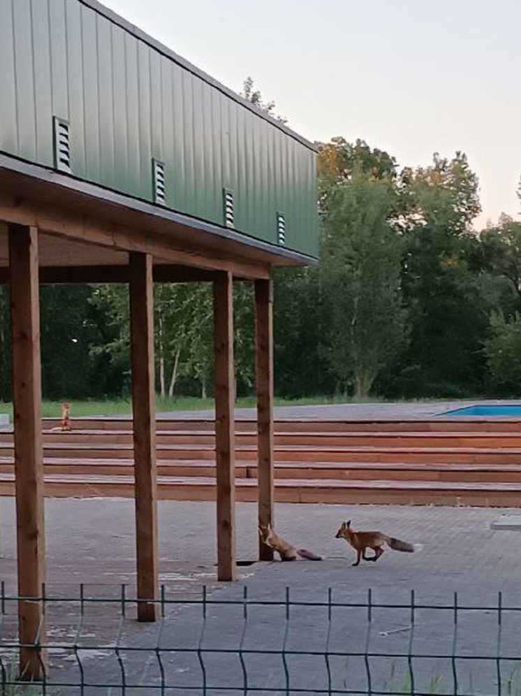 В Красноярске на острове Татышев три лисы поселились на территории бассейна