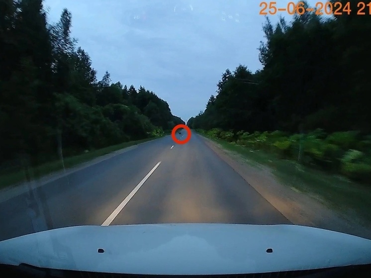 Под Тверью на дороге заметили косулю