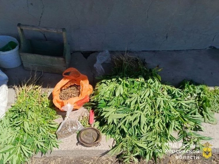 Житель Херсонской области выращивал коноплю в огороде
