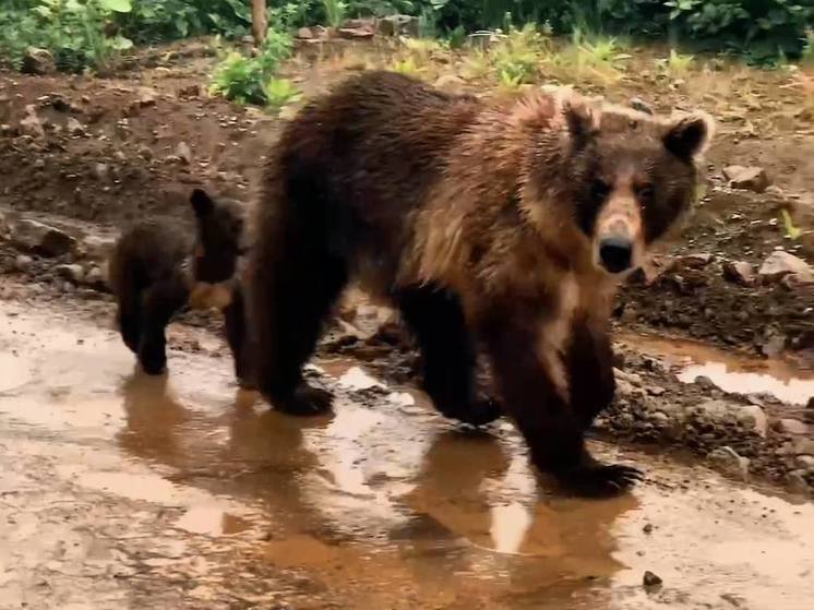 На Итурупе сняли на видео гуляющую по дороге медведицу с детенышем