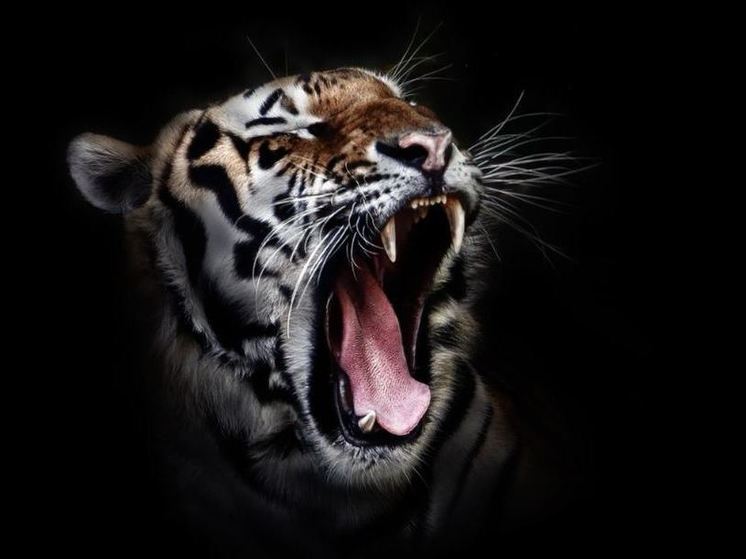 Не опять, а снова: тигра ловят в Тернейском районе Приморья