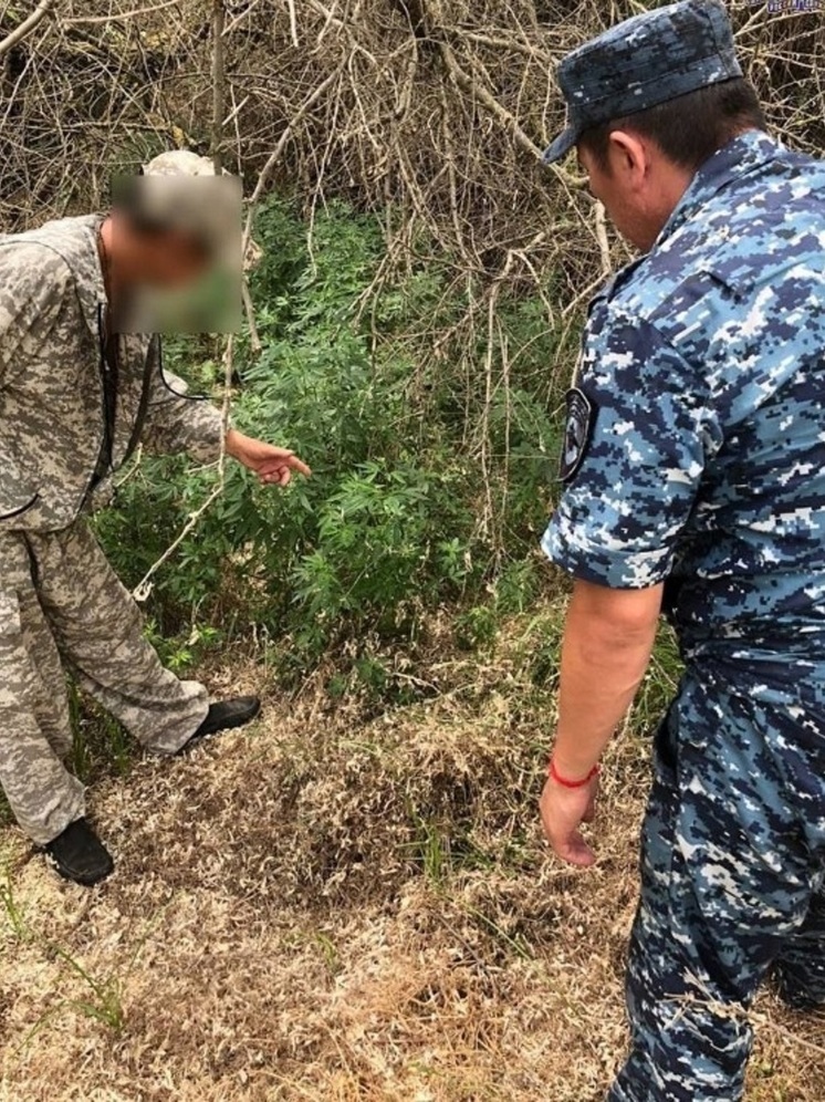 Двоих жителей Калмыкии задержали с коноплей
