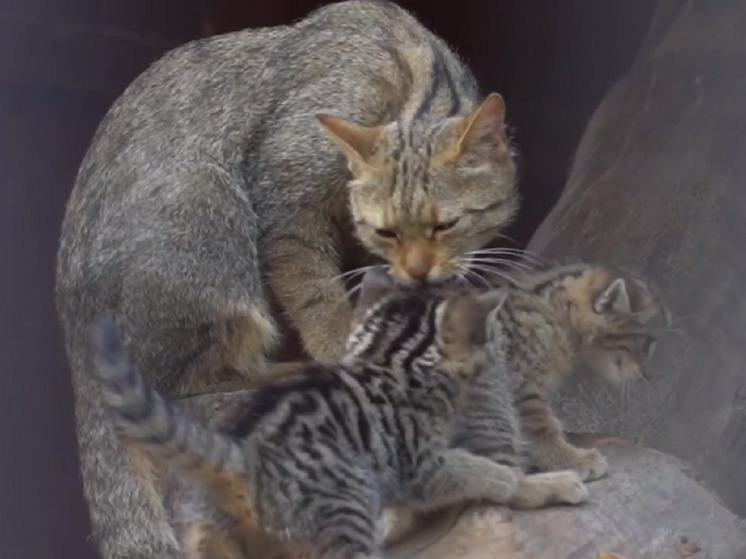 В Новосибирском зоопарке показали недавно родившихся детенышей лесных котов