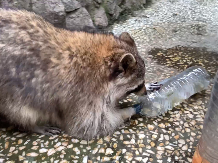 Ленинградский зоопарк показал, как еноты Фунтик и Молли спасаются от жары
